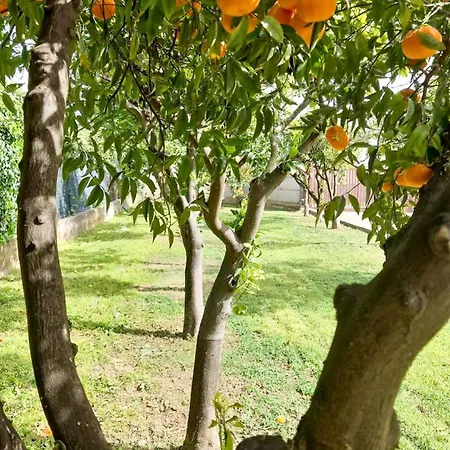 Il Profumo Degli Aranci Persano